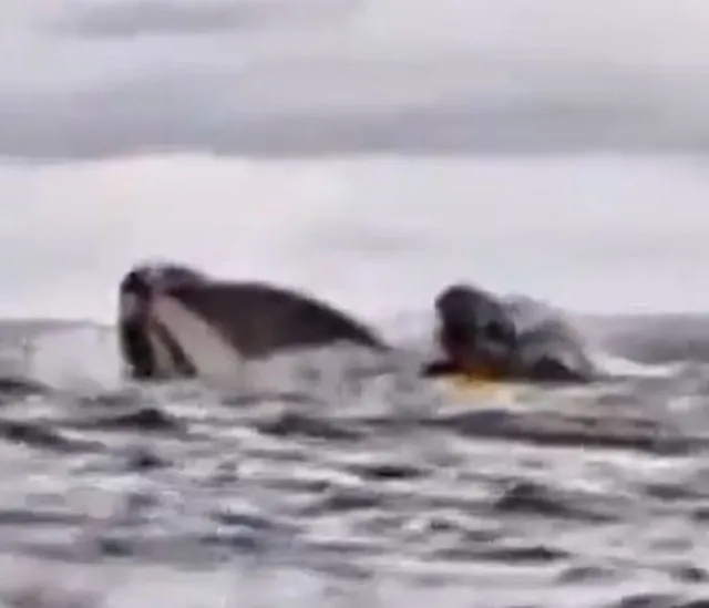 kayaker reveals terrifying moment he was ‘swallowed by whale’ 17083