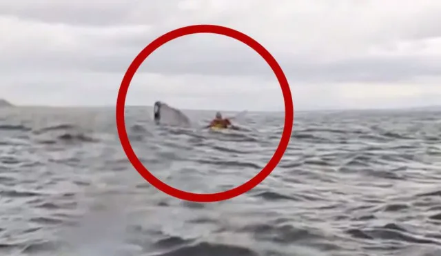 kayaker reveals terrifying moment he was ‘swallowed by whale’ 17081