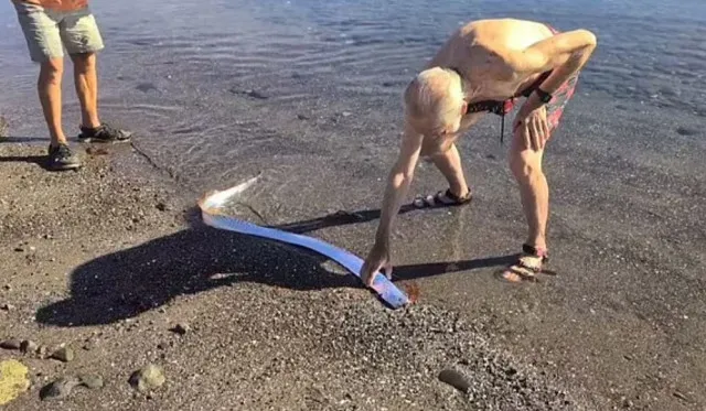 beachgoers fear disaster after spotting rare doomsday fish washed ashore 17490