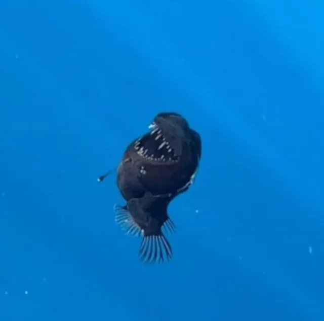 fragile gen z left in floods of tears as bizarre demon fish dies after 17599