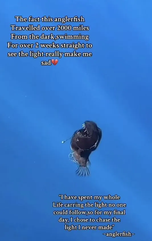 fragile gen z left in floods of tears as bizarre demon fish dies after 17602
