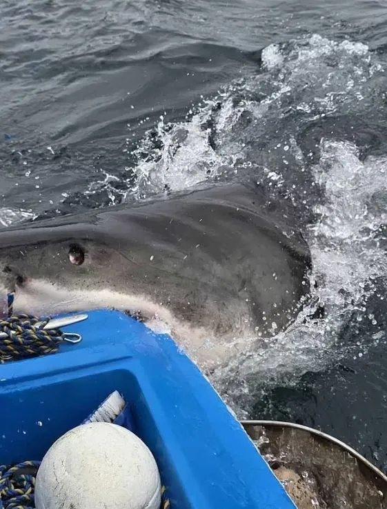 rare footage captures terrifying moment a great white shark attacks a fishi 17904