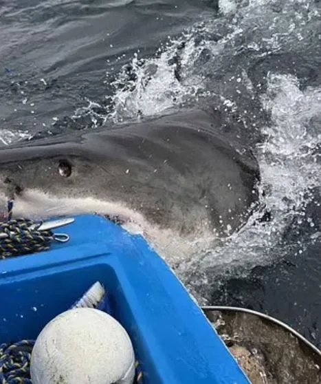 rare footage captures terrifying moment a great white shark attacks a fishi 17902