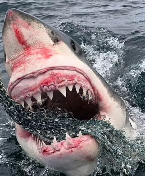 rare footage captures terrifying moment a great white shark attacks a fishi 17905