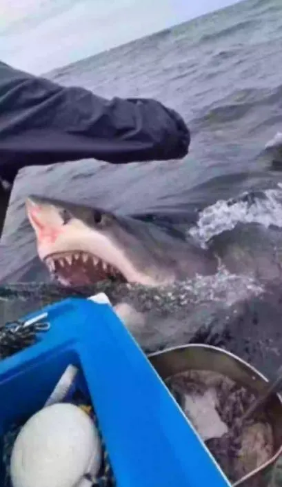rare footage captures terrifying moment a great white shark attacks a fishi 17903