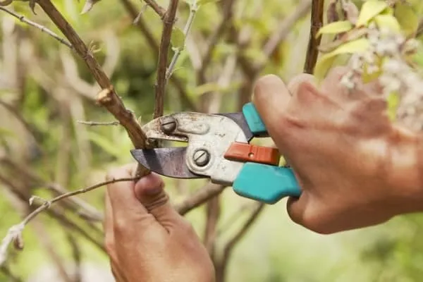 guide to pruning fruit trees for maximum harvest 19108