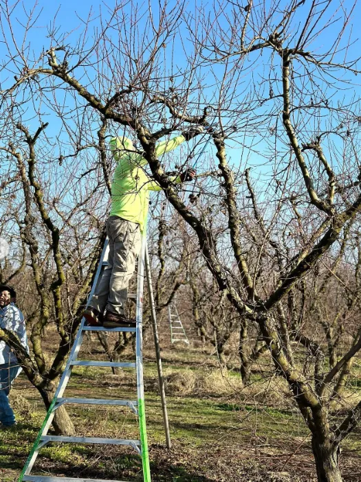 guide to pruning fruit trees for maximum harvest 19109
