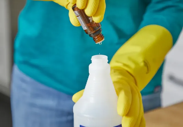 effective ways to get rid of spiders in your home 19299