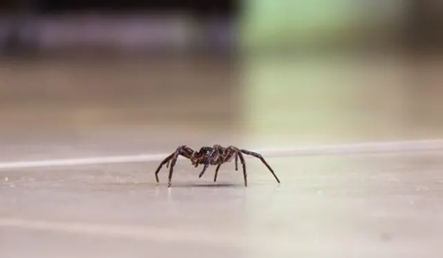 effective ways to get rid of spiders in your home 19301