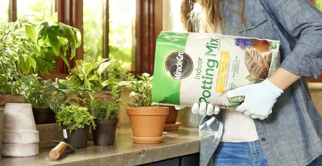 the principles to follow and the mistakes to avoid when watering plants 19377
