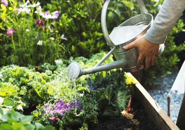 the principles to follow and the mistakes to avoid when watering plants 19372