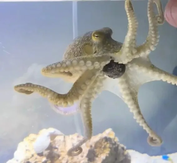 familys unusual pet octopus causes home chaos after they bought it for nin 19572