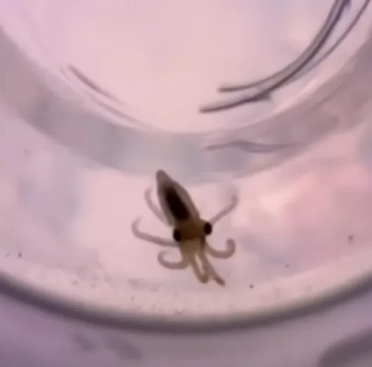 familys unusual pet octopus causes home chaos after they bought it for nin 19571