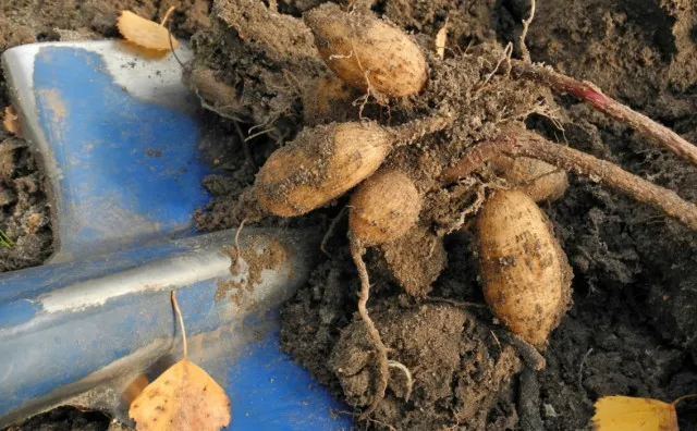 how to harvest sweet potatoes and when to do it? 19677