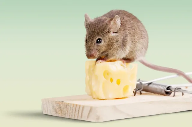 how to identify and effectively get rid of mice in your home 19829