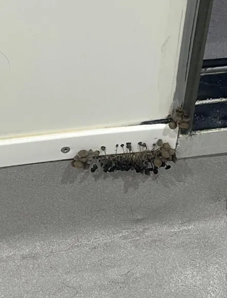 college student sparks alarm after revealing shocking growth inside bathroo 21788