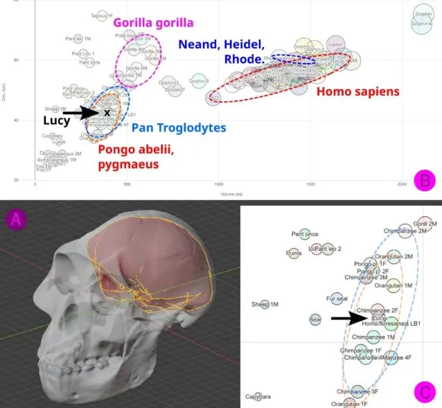 scientists recreate the face of lucy humanity’s most influential ancestor 21795