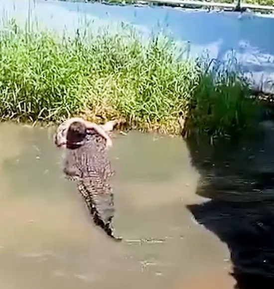people stunned as tourist is savagely attacked by crocodile after mistaking 23332