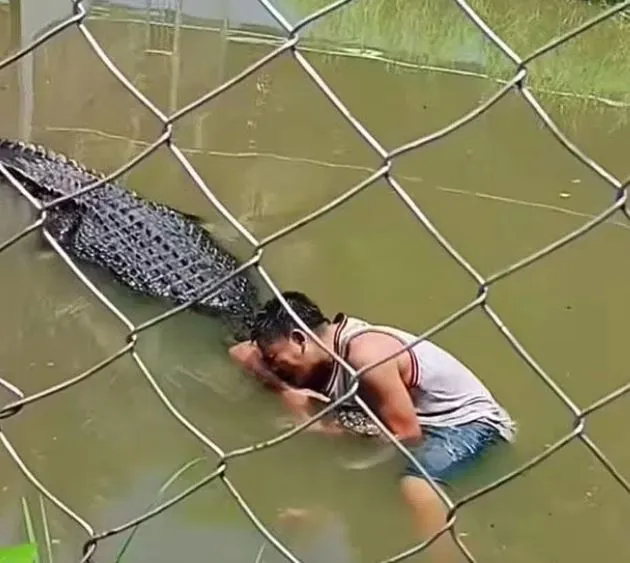 people stunned as tourist is savagely attacked by crocodile after mistaking 23329