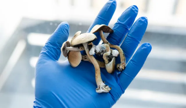 trump’s surgeon general nominee says psychedelic mushrooms helped her disco 24233